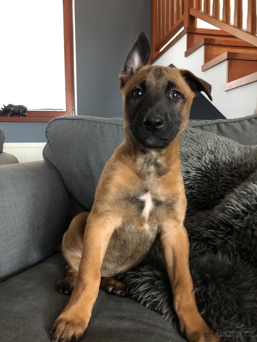 Belgický ovčák malinois