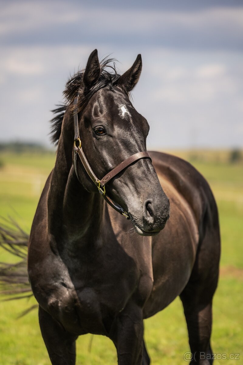 Valach A1/1 po dostihové kariéře