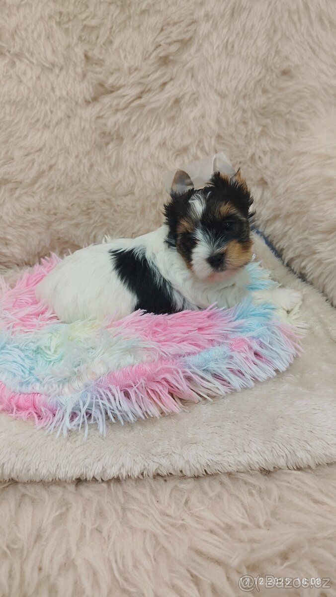 Biewer jorkšírský teriér s PP - fenka