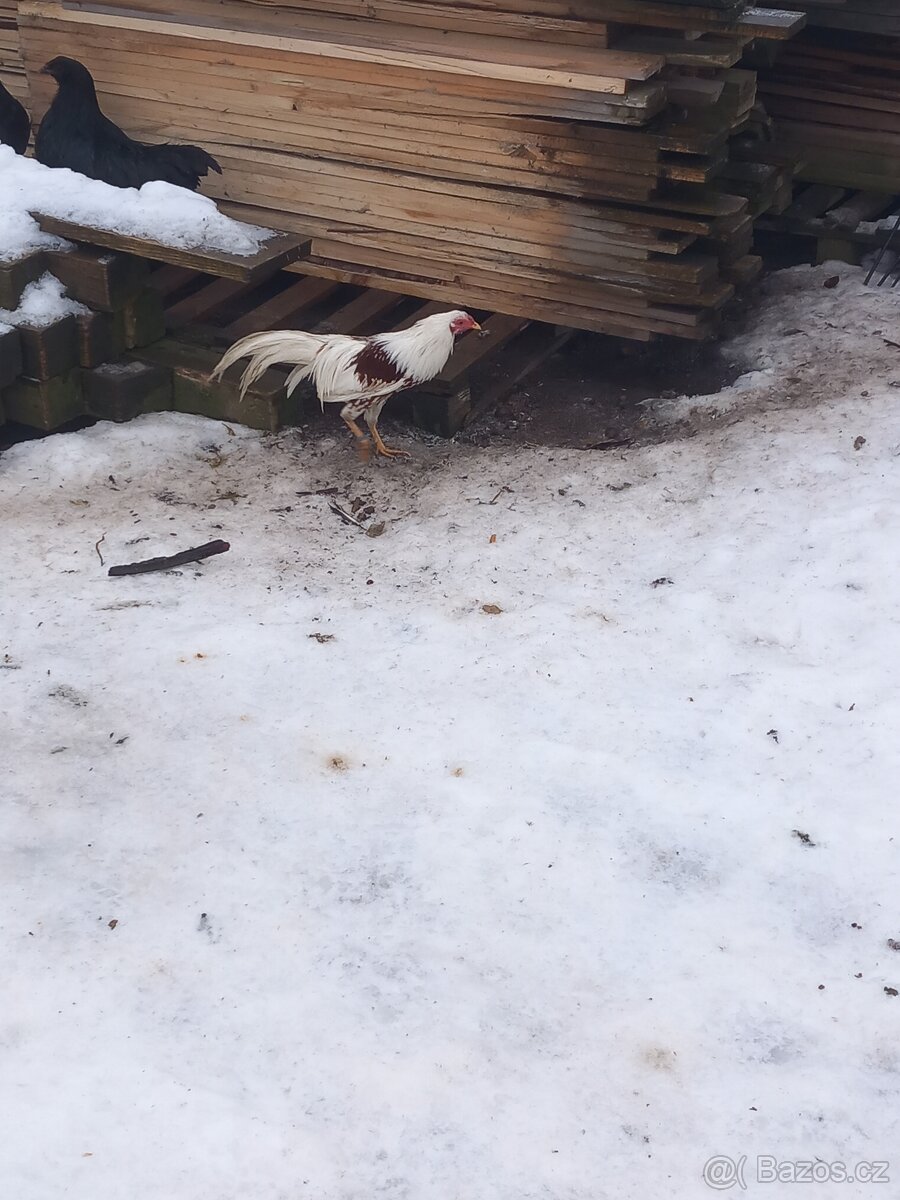 Zdrobnělá jokohamka