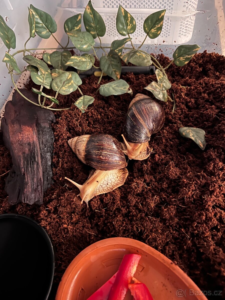 Darujeme dva africké šneky