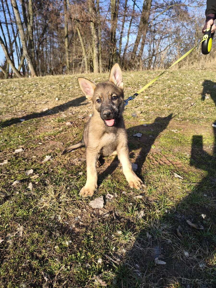 Německý ovčák - štěně s PP