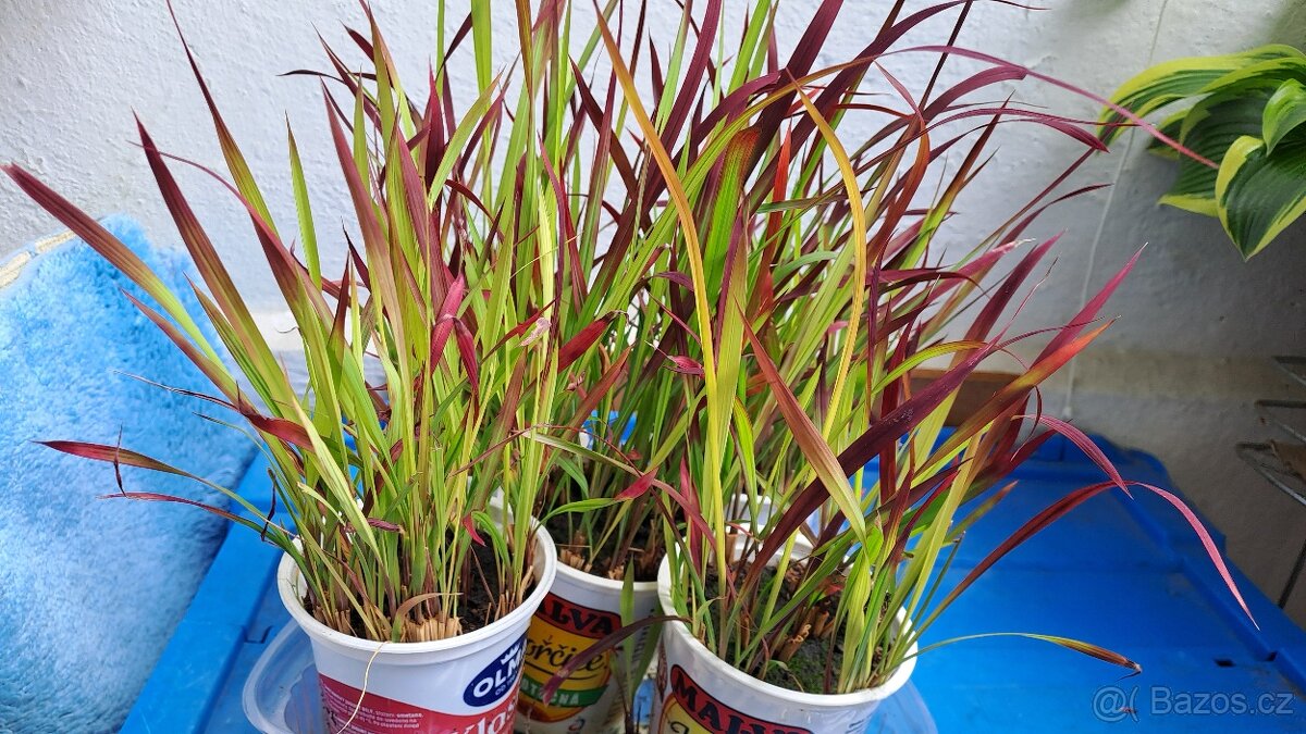 IMPERATA CYLINDRICA RED BARON POSLEDNÍ KUSY