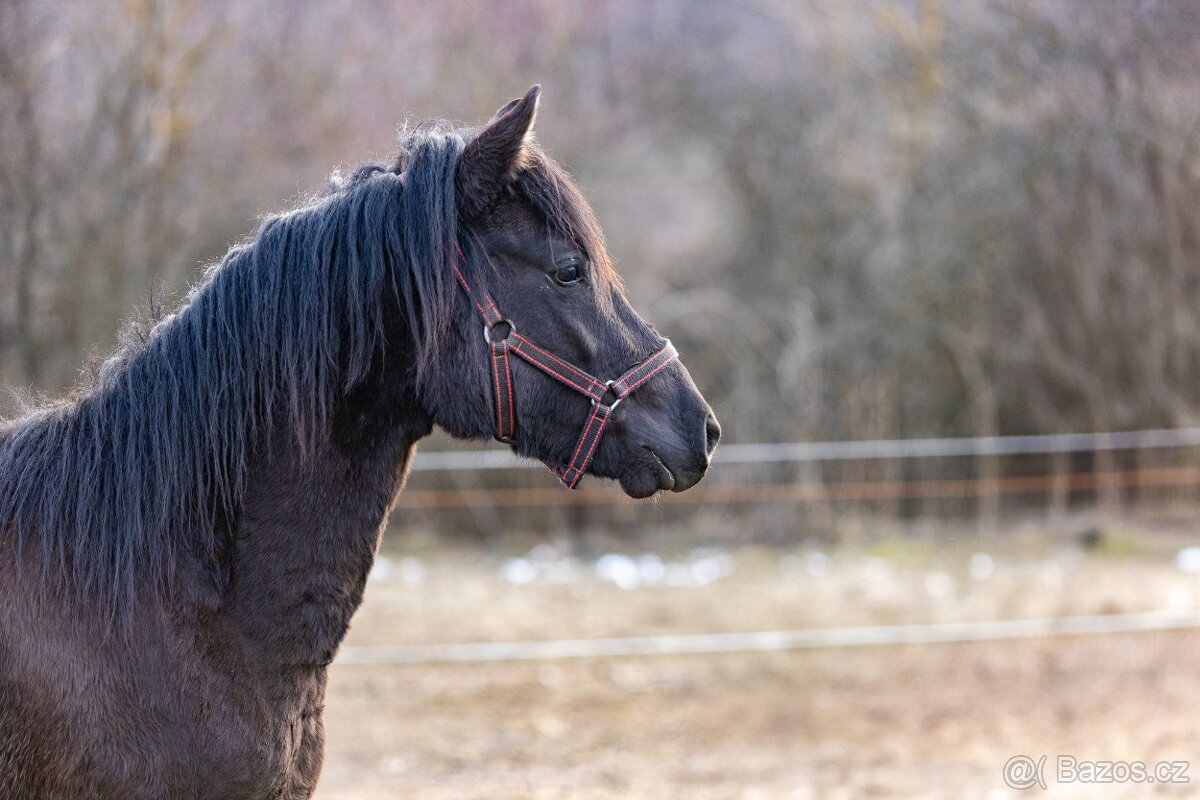Huculský hřebec, Hucul, malý kůň, pony, tobiano