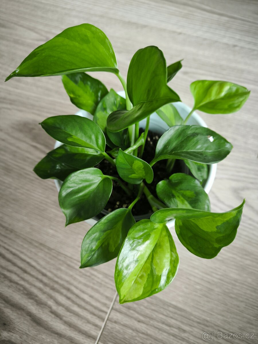 Epipremnum Global green