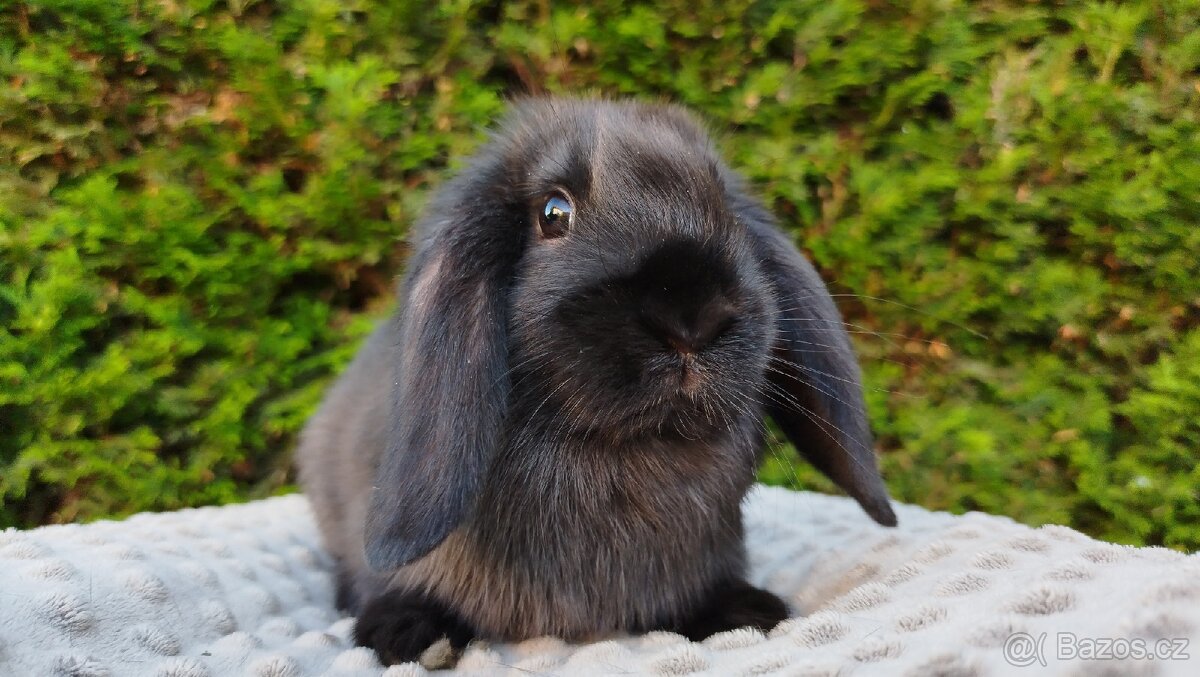 Zakrslý beránek, králíček, králík - PEGAS