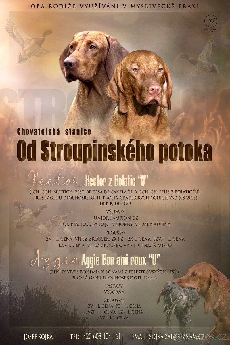 Maďarský ohař krátkosrstý