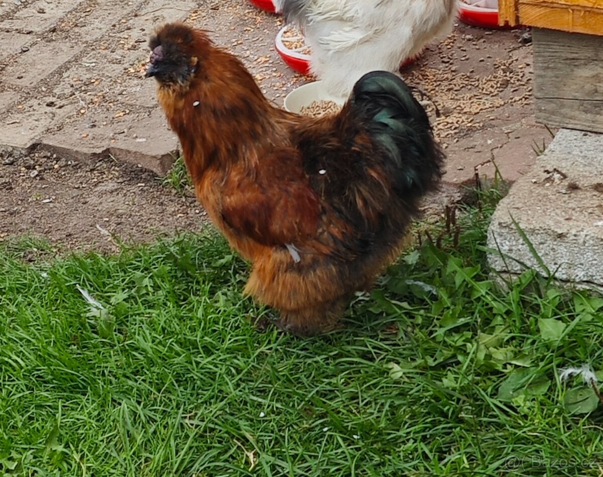 Kohout hedvábnička