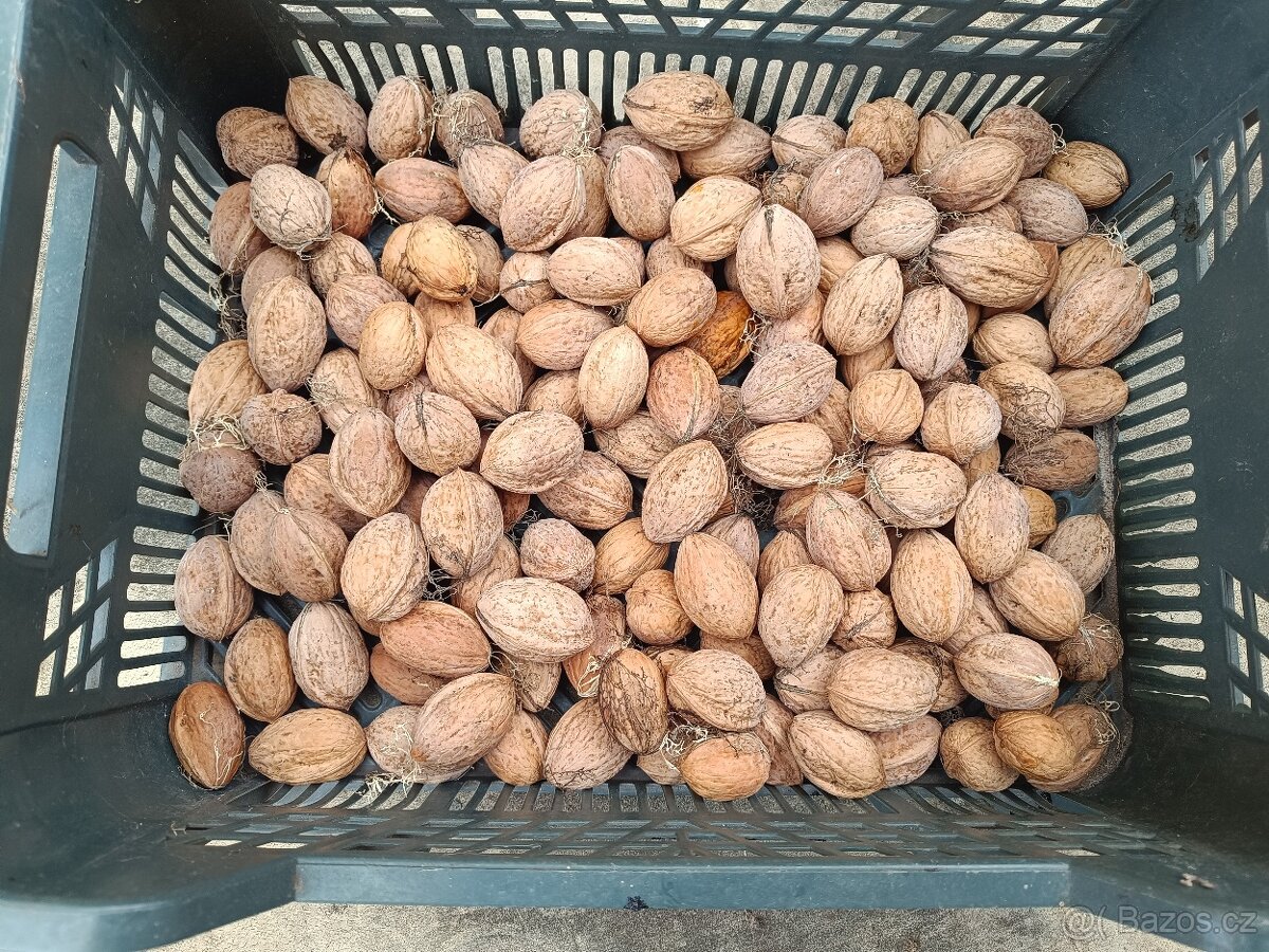 Vlašské ořechy z vlastní zahrádky