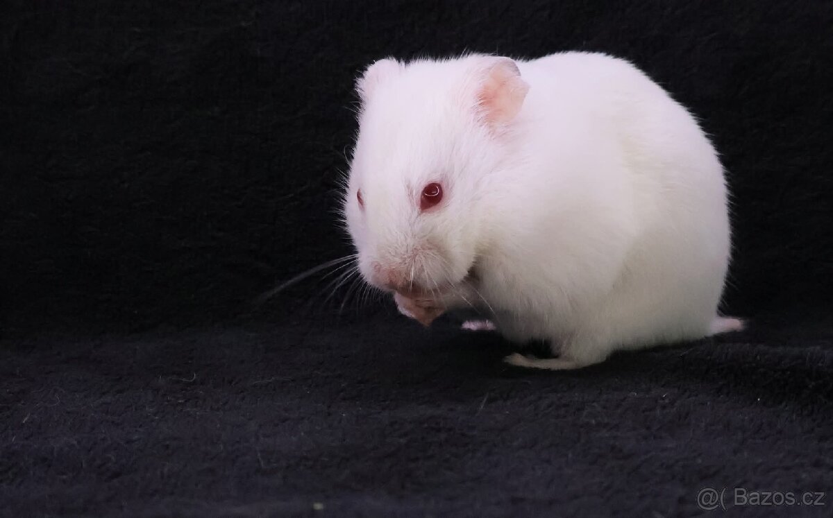 Křeček syrský s PP - Grace