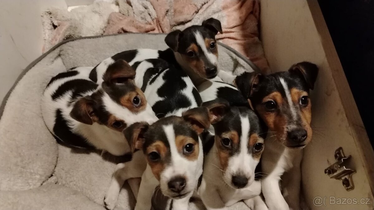 Jack Russell teriér