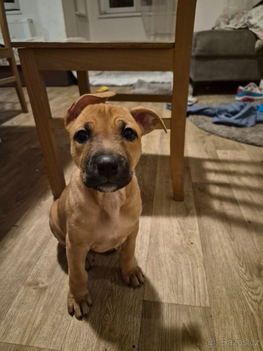 Prodam stene fenku am.staford