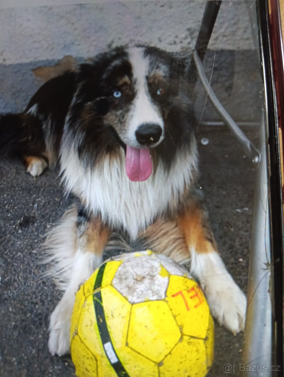 Border kolie Austrálsky ovčák