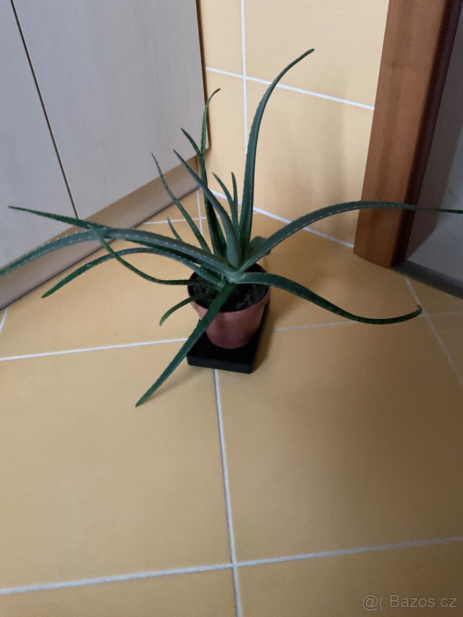 Aloe