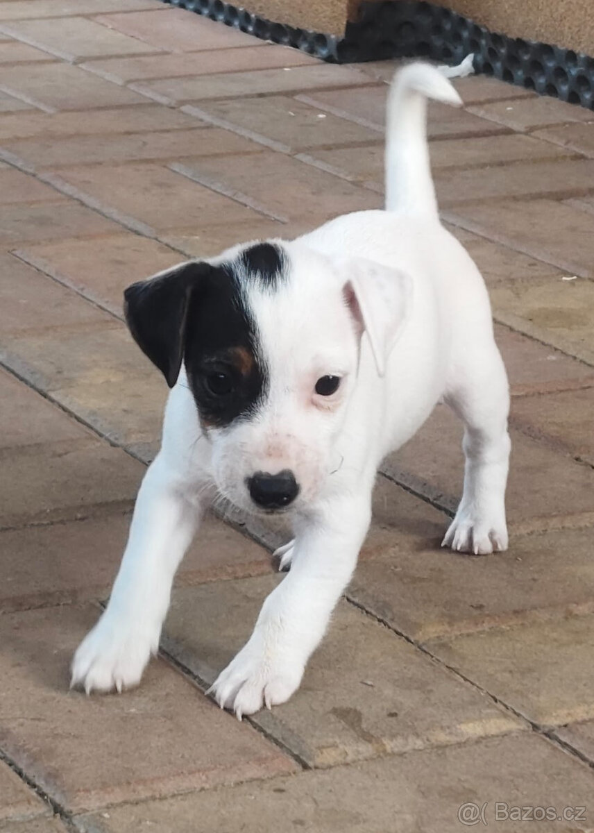 Jack Russel teriér
