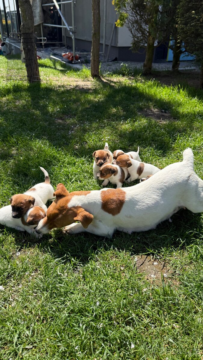 Štěňátka Jack Russell teriéra hledají nové domovy