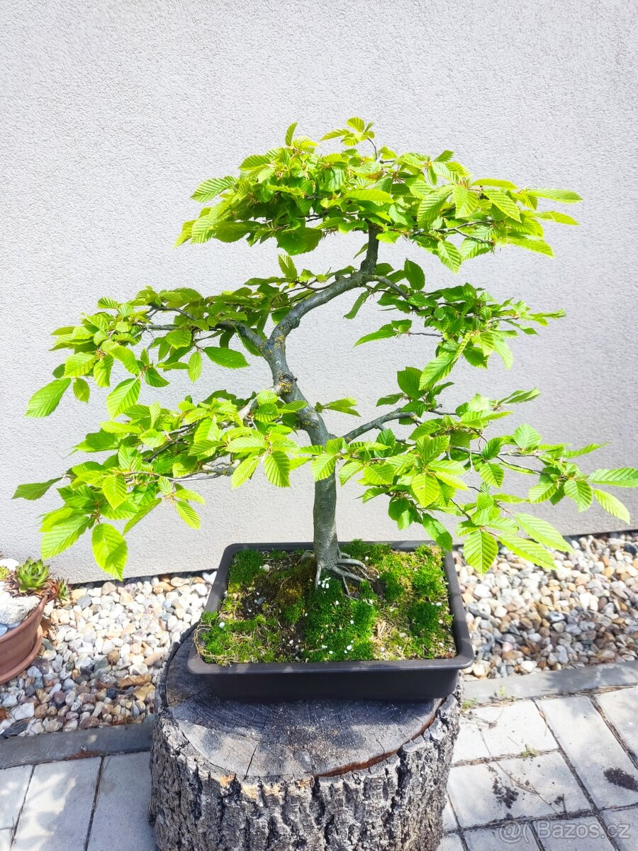 Tvarovaný strom, bonsai, niwaki, yamadori