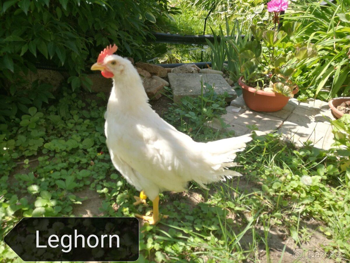 Prodám kohouta Leghorn, Vlaška rodobarva, Legbar cream