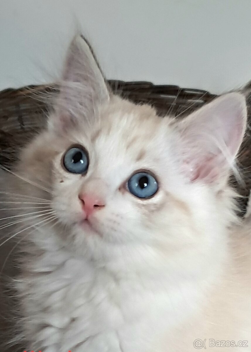 Kočičky ragdoll s PP,