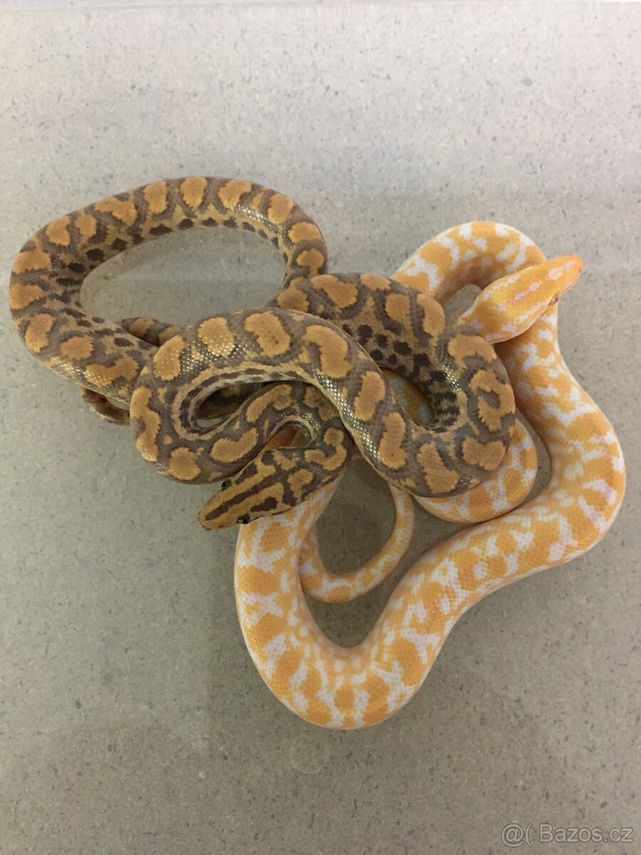 Epicrates cenchria cenchria a maurus,python regius