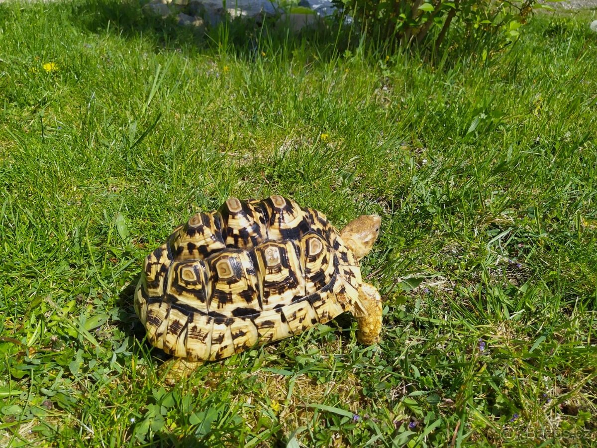 Koupim želvu Pardáli, Děkuji za nabidku,prosim zaslat foto.