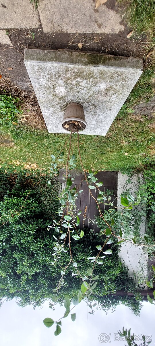 Dvě Aky jedlé - Acca sellowiana - Fejchoa