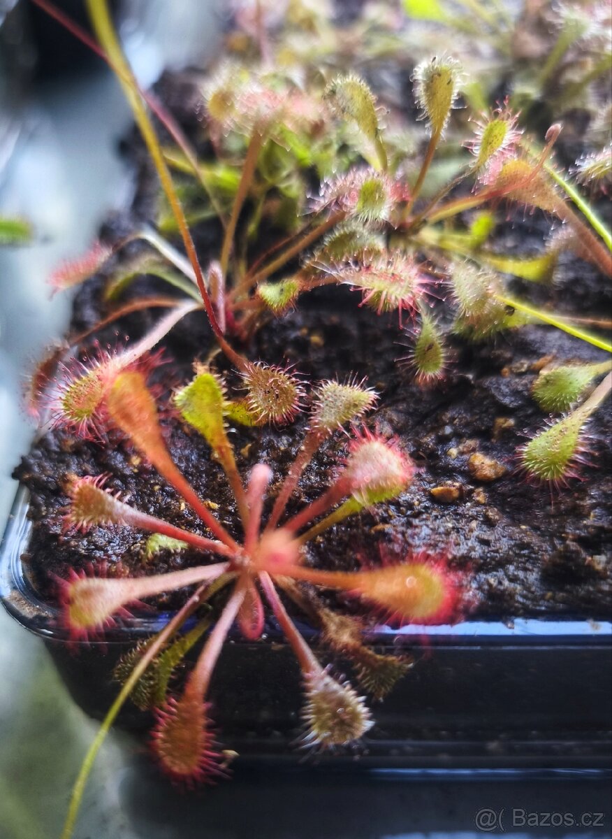 masožravá rostlina Drosera × snyderi