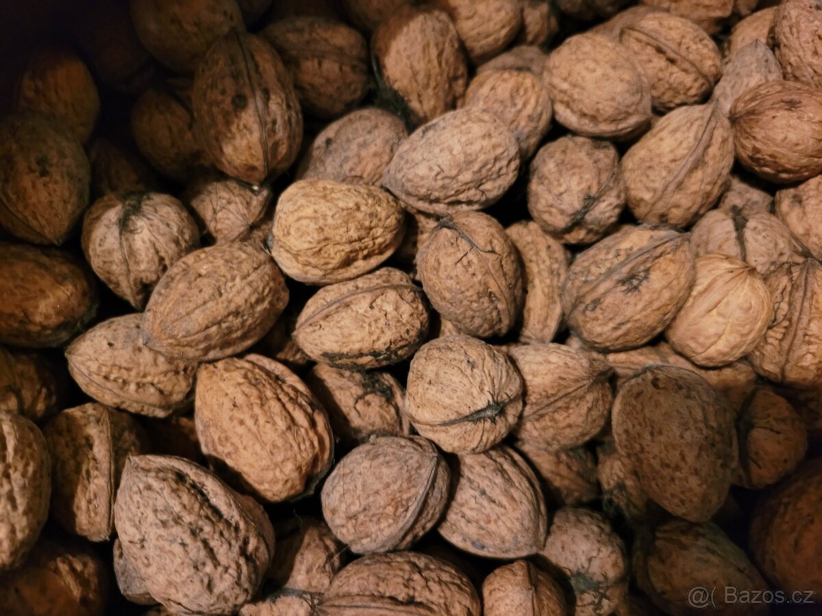 Vlašské ořechy celé