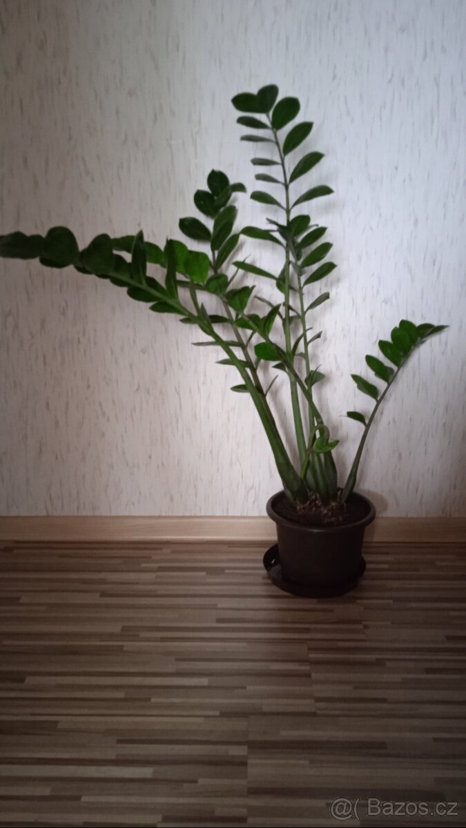 Pokojová rostlina - Zamiokulkas 2