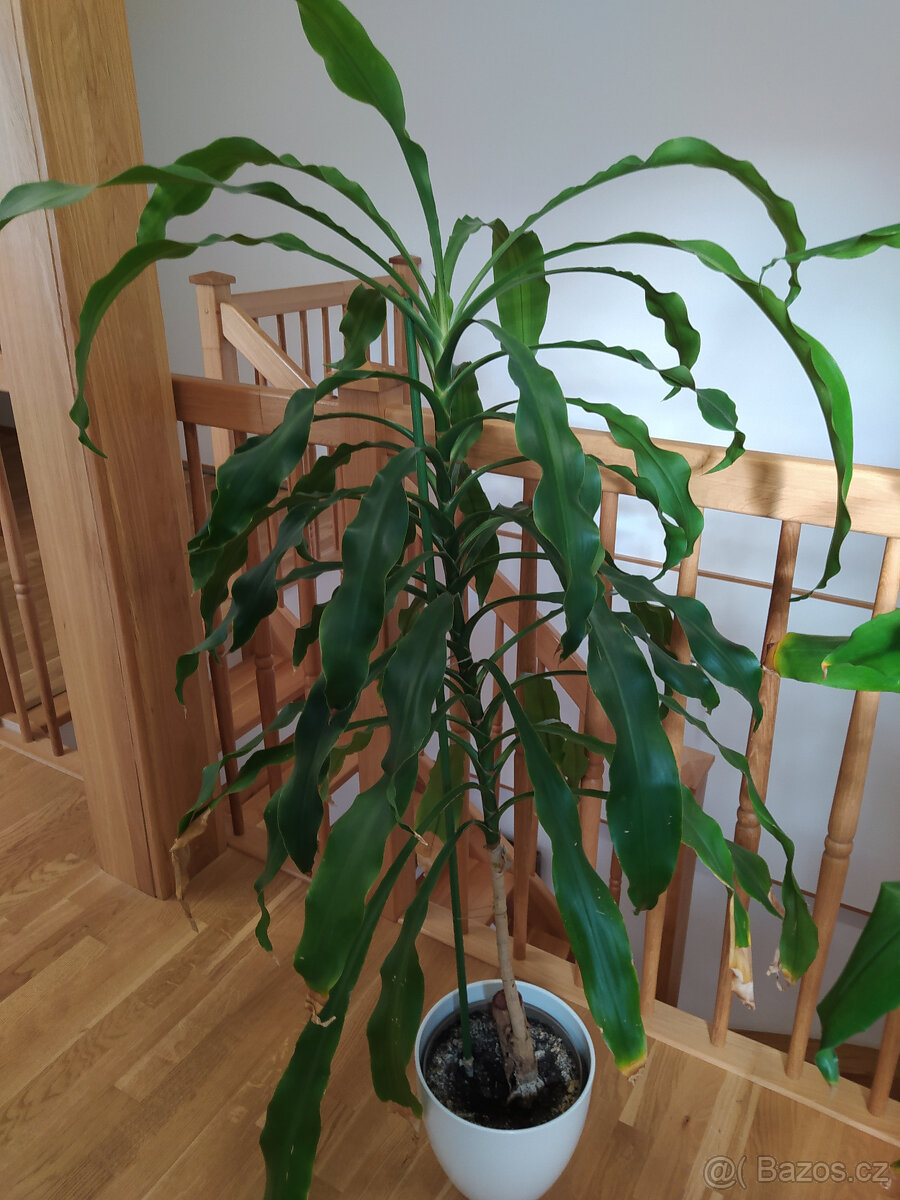 Dracéna (dracaena fragrans)