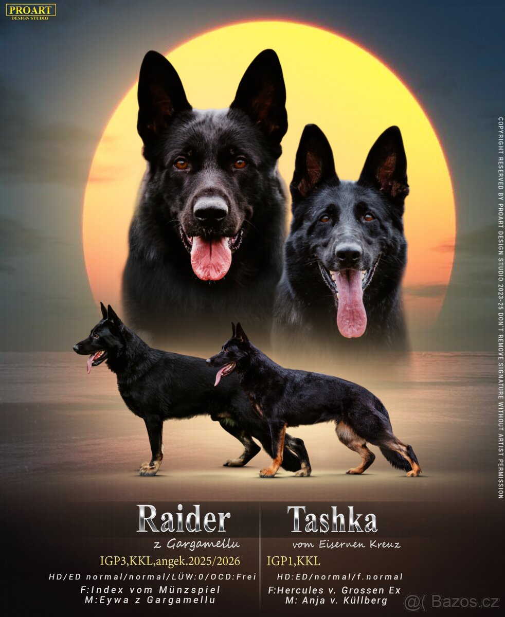 Německý ovčák - štěňata s PP