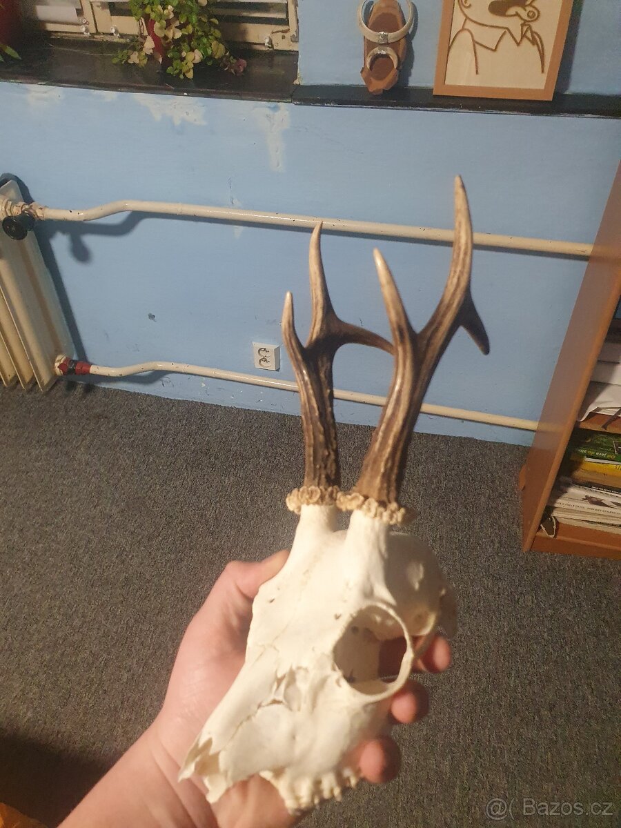 Parozi srnčí trofeje