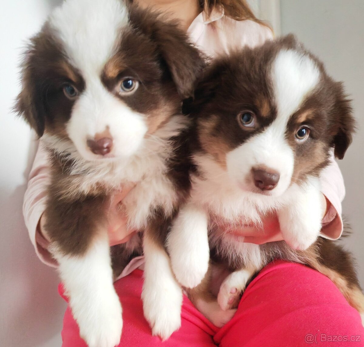 Štěňata Miniaturní Americký ovčák s PP(FCI)