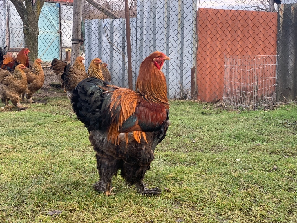 Brahmánka koroptví vlnitá