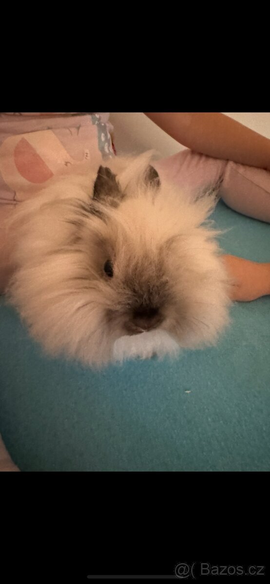 Králíček teddy