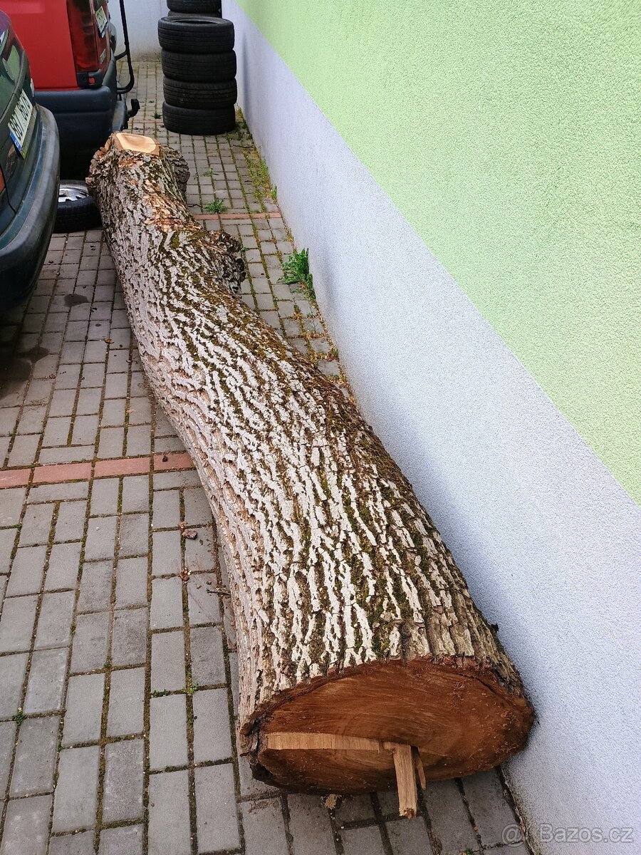 Kmen ořech