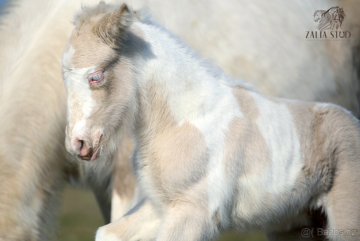 TOP Irský cob/Tinker/Gypsy cob