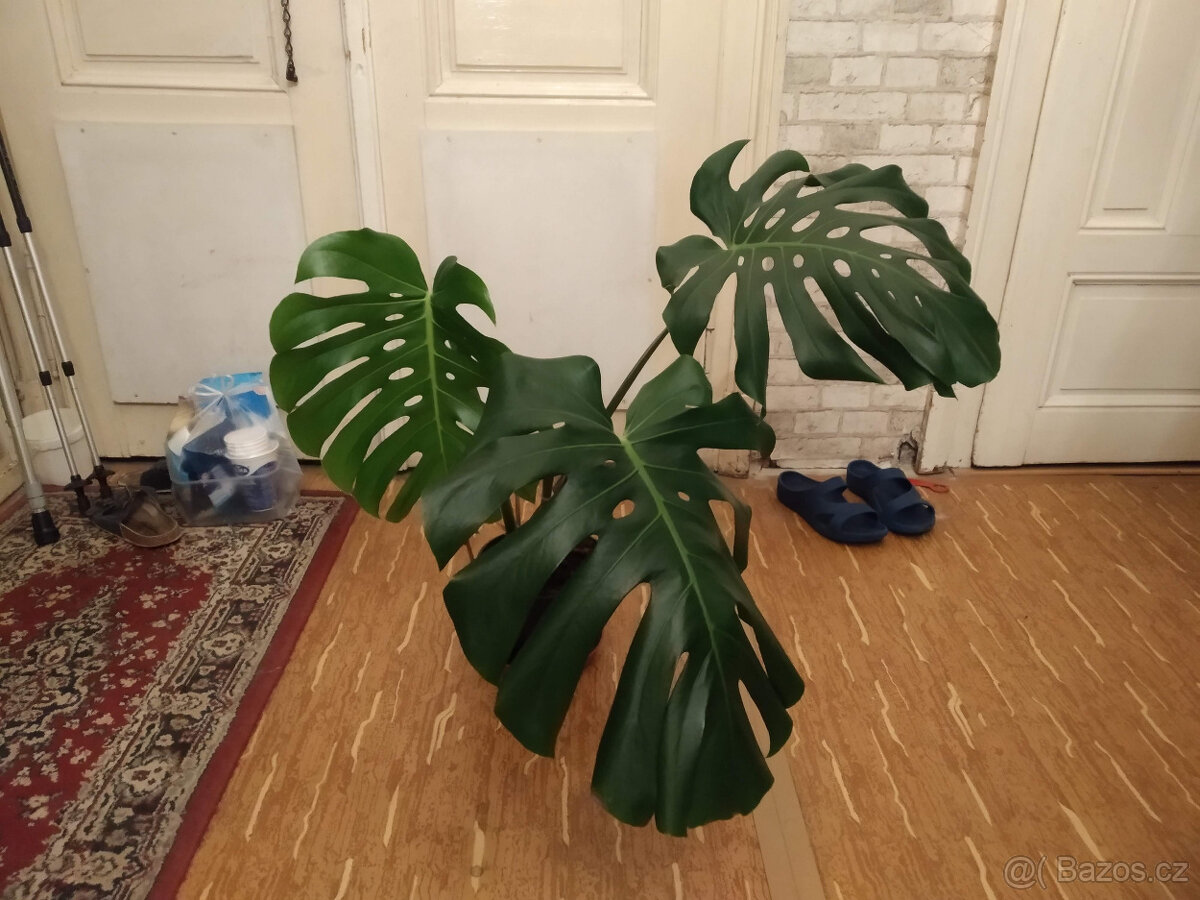 Monstera