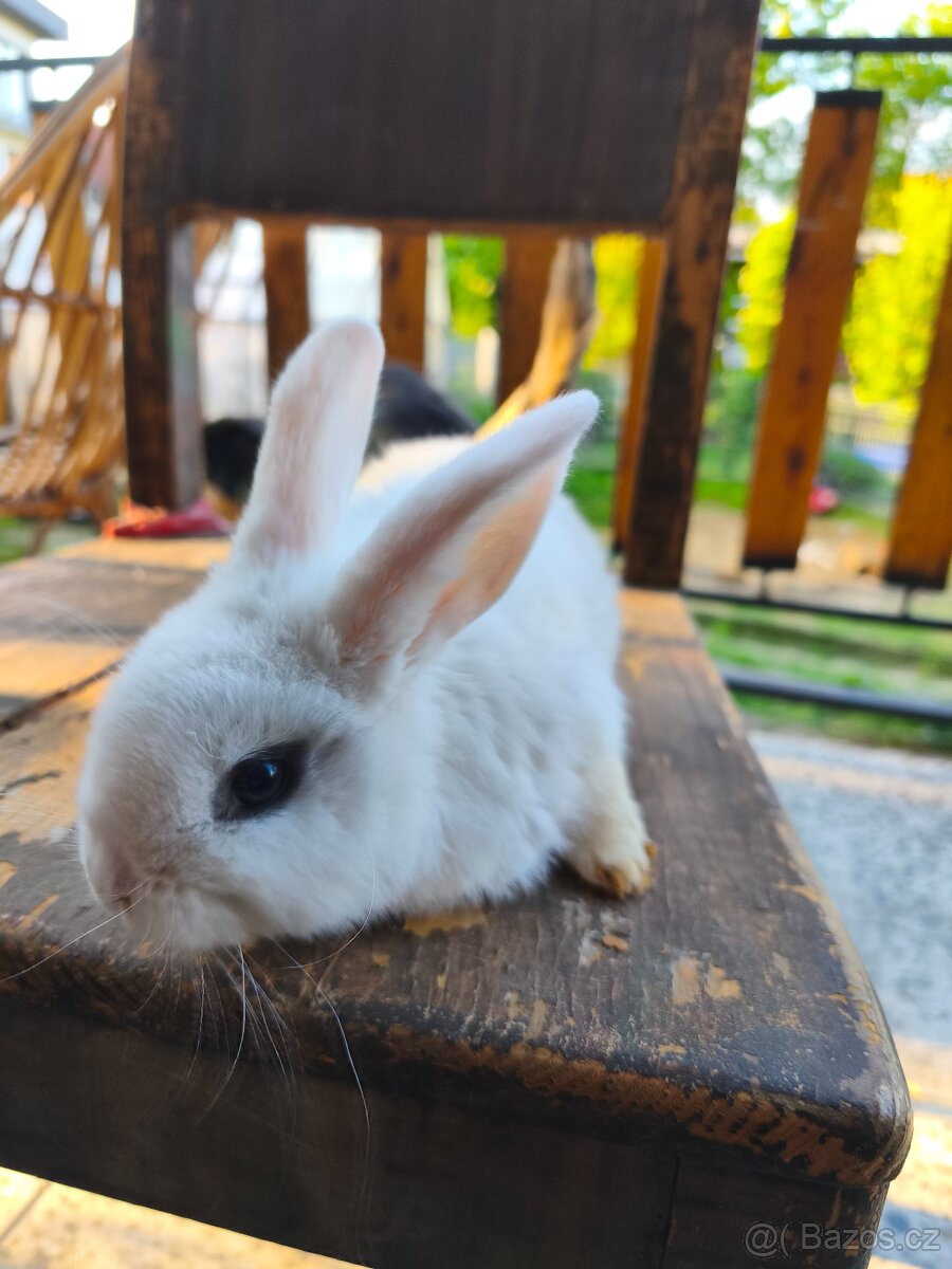 Zakrslý králík