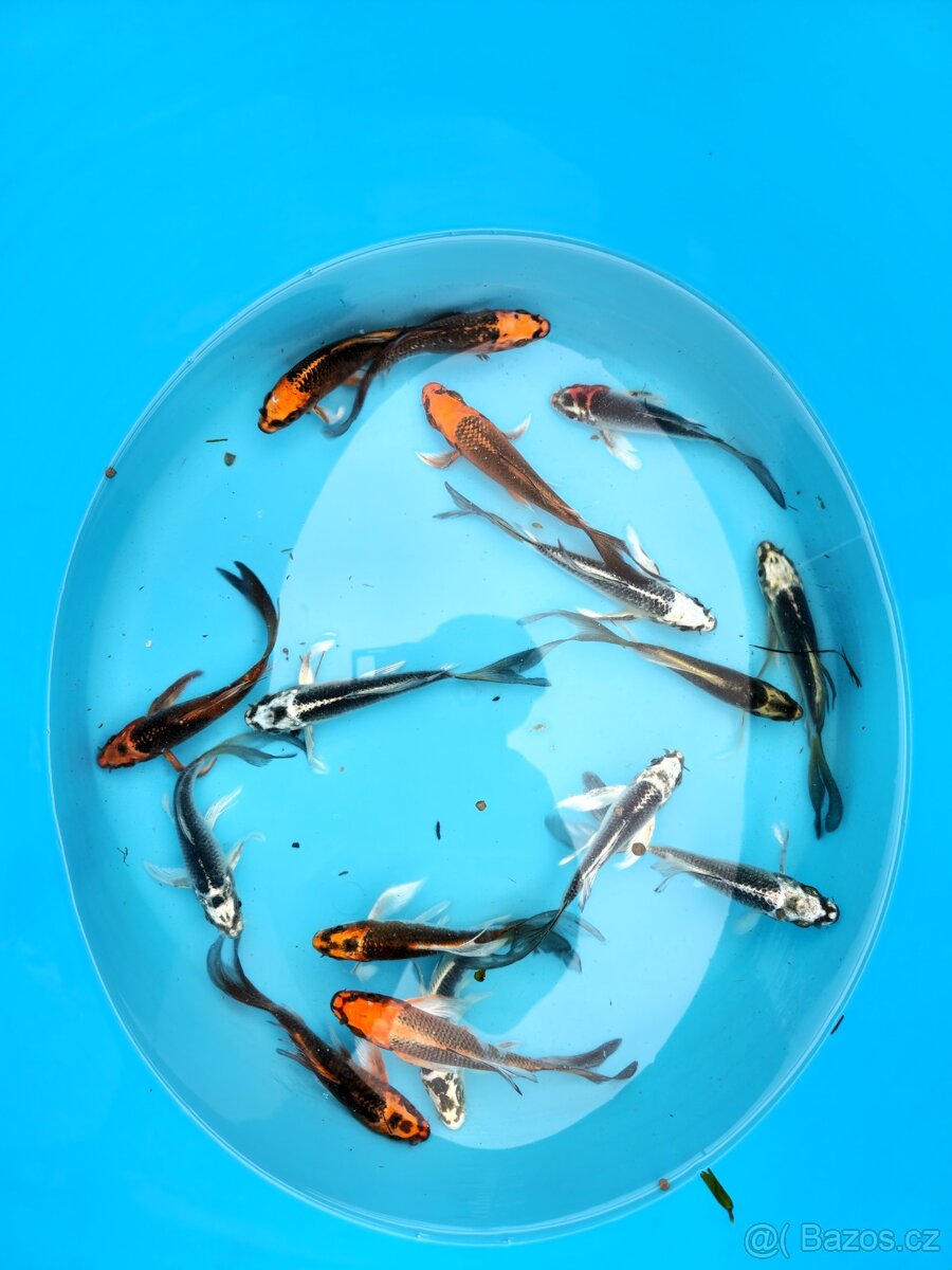 Butterfly koi