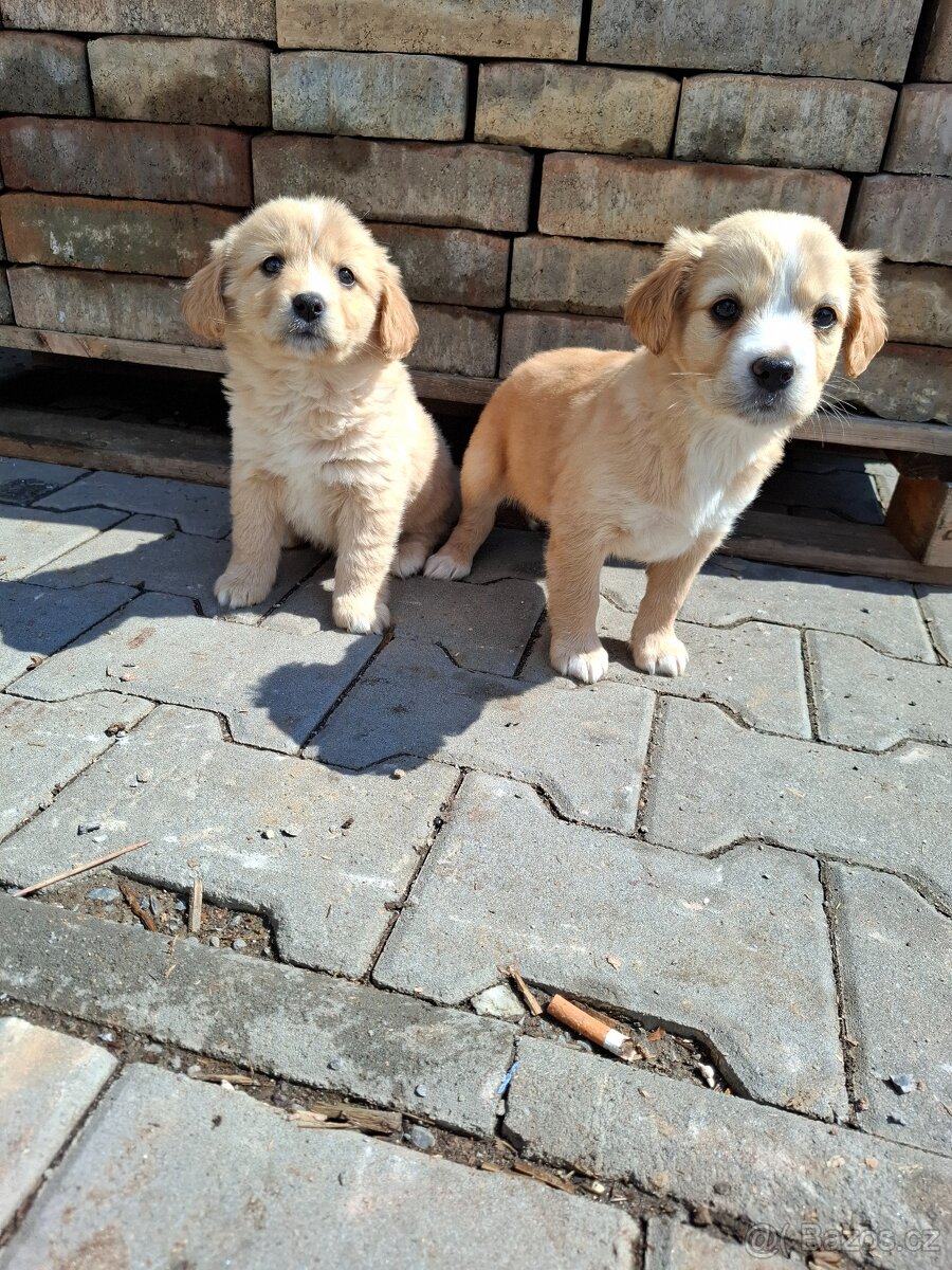 Labradorský retrívr X border kolie