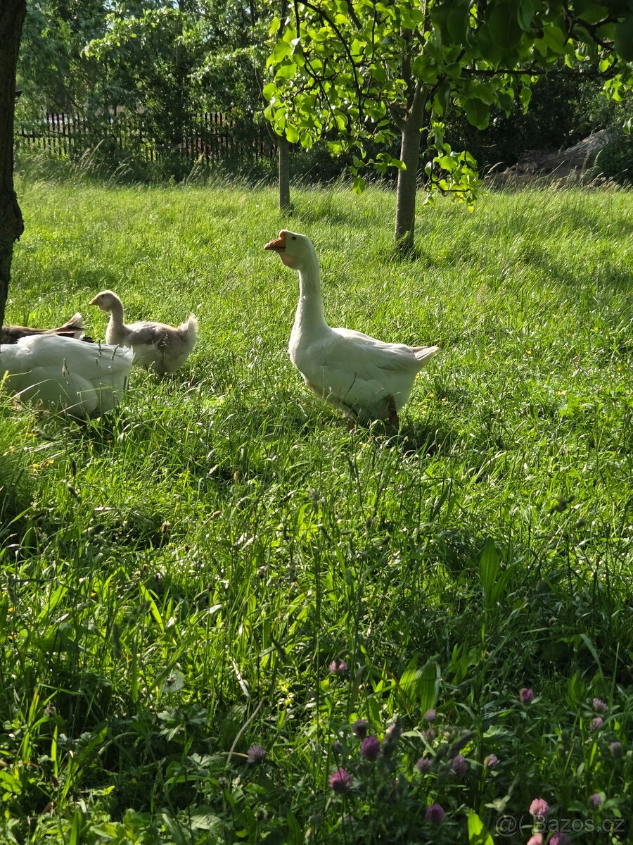 Husa cholmogor