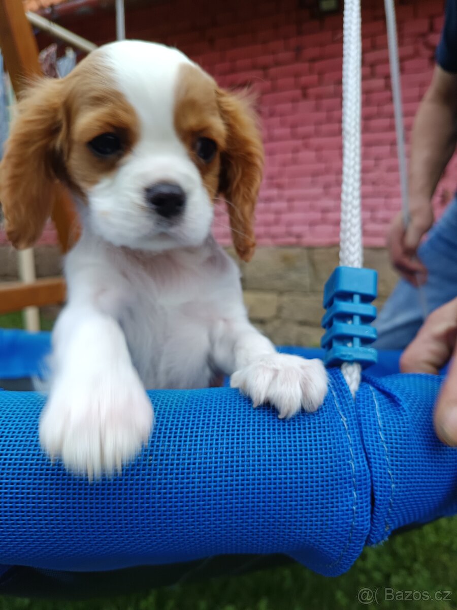 Kavalír King Charles Španěl - chlapeček.