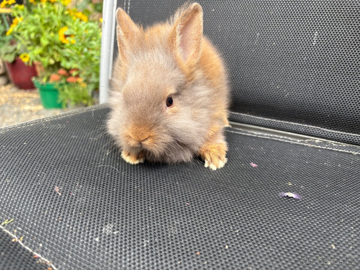 Zakrslý králík teddy gen sameček k odběru ♥️