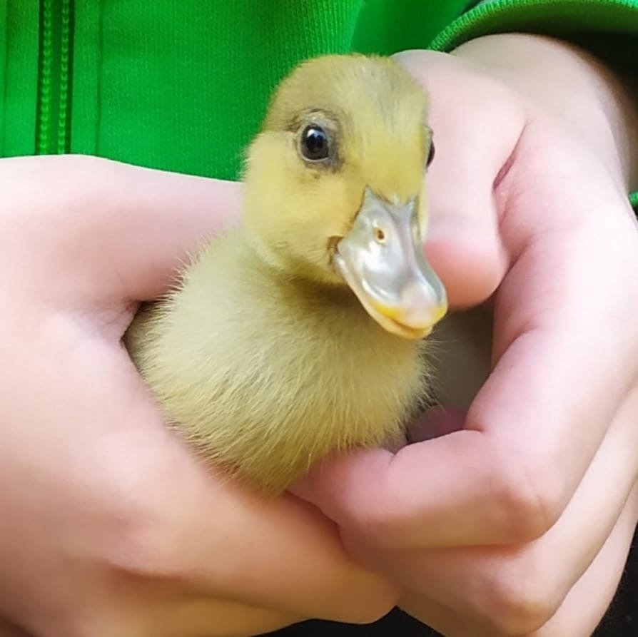 Běžec indický - kachňata