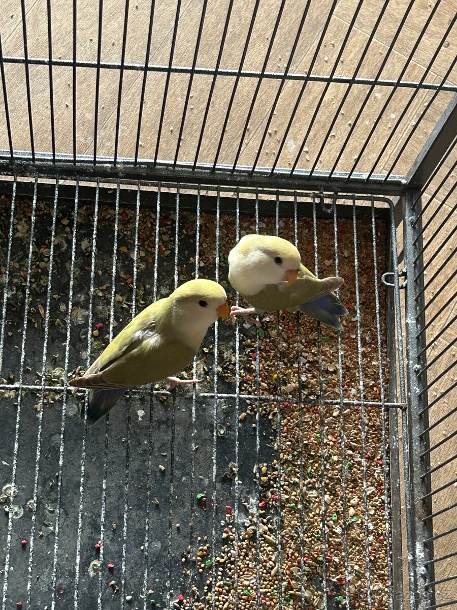 Agapornis