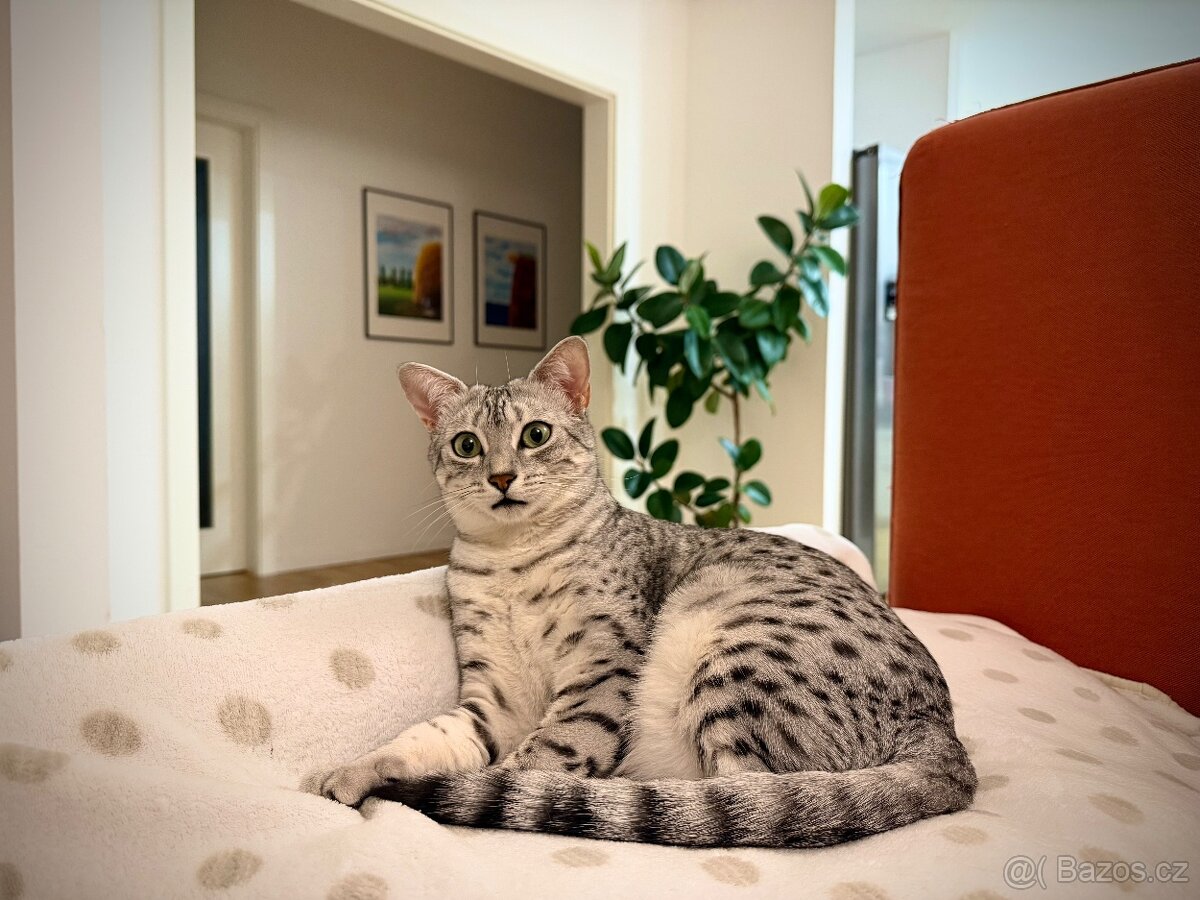 Egyptská Mau - kočička s PP