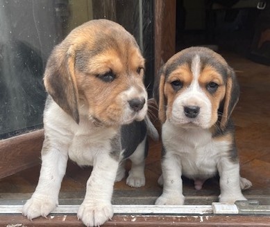 Štěňata bígl, štěně beagle tricolor