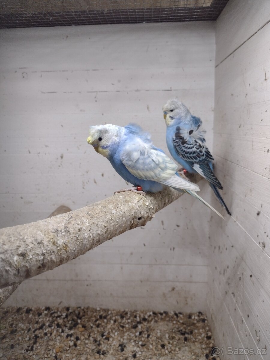 Prodám andulky helikoptéry