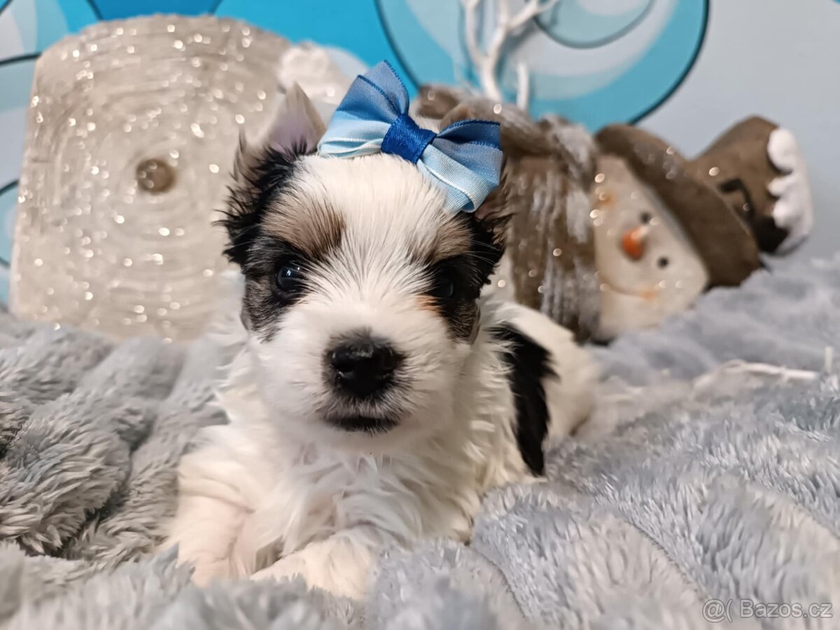 Biewer, golddust jorkšírský teriér s PP